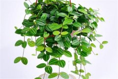 適合吊盆栽植的花卉有哪些，吊盆植物有哪些？