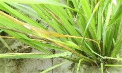 水田除草劑藥害的癥狀及預(yù)防、防治方法與措施