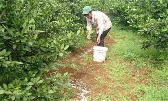 秋季宜增施磷、鋅肥