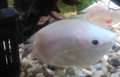 接吻魚為什么接吻？