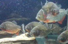 紅腹水虎魚吃什么，紅腹水虎魚怎么養(yǎng)？