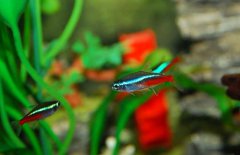 紅綠燈魚(yú)吃什么食物？紅綠燈魚(yú)怎么養(yǎng)殖好