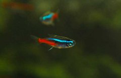 霓虹燈魚怎么養(yǎng)？霓虹燈魚形態(tài)特征