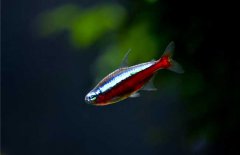 寶蓮燈魚(yú)怎么養(yǎng)？寶蓮燈魚(yú)形態(tài)特征
