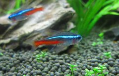 紅綠燈魚怎么養(yǎng)，紅綠燈魚的仔魚如何管理