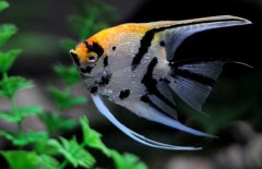 神仙魚和什么魚混養(yǎng)好，神仙魚怎么養(yǎng)？