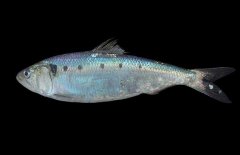 沙丁魚吃什么食物？沙丁魚產(chǎn)自什么地方？