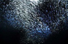 沙丁魚(yú)是深海魚(yú)嗎，常見(jiàn)深海魚(yú)有哪些？