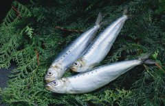 沙丁魚(yú)是什么魚(yú)，沙丁魚(yú)產(chǎn)地哪里？