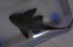 清道夫魚怎么飼養(yǎng)？