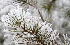 雪松和云杉的區(qū)別你知道嗎？