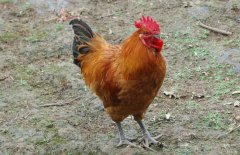 公雞為什么打鳴？