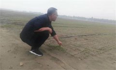 種植香菜的方法：香菜如何整地、播種與間苗定
