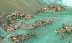 河蟹能活多久、吃什么，螃蟹脫離水可以活幾天