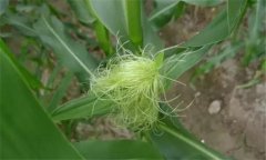 玉米雄穗和雌穗是什么，玉米先出穗還是先出棒