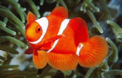 小丑魚是淡水魚嗎？