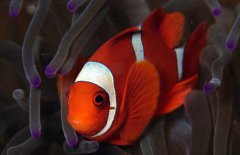 小丑魚吃什么飼料？