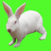 獺兔飼養(yǎng)管理技術(shù)的難點和重點，共六點