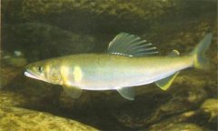 香魚是什么魚，香魚的主要產(chǎn)地在哪里？