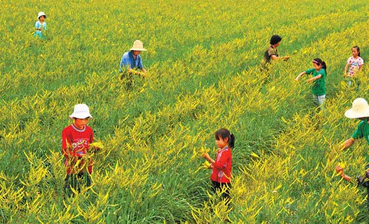 黃花菜高產(chǎn)栽培技術