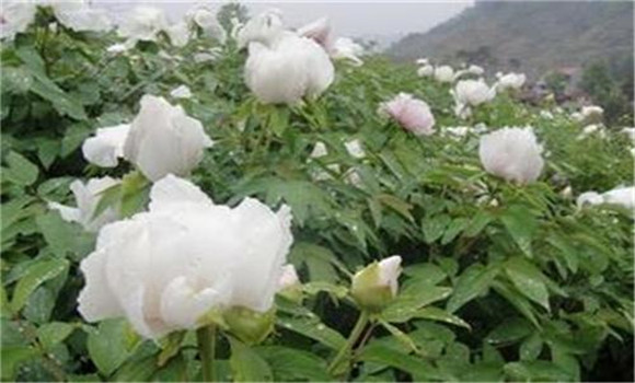 白芍種植技術(shù)、方法與主要步驟
