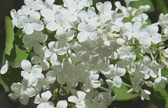 五月丁香北京香，北方丁香花期在五月