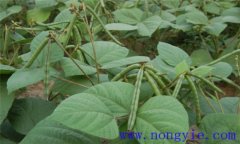 小豆病蟲(chóng)害有哪些，如何防治