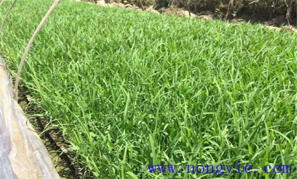 大棚黃瓜、水稻、菠菜高效種植模式簡介