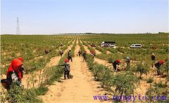種植枸杞怎樣進(jìn)行土壤與施肥的管理？