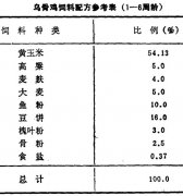 怎樣飼養(yǎng)商品烏骨雞？