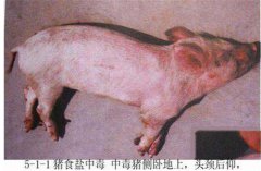 豬食鹽中毒癥狀是什么，怎樣防治豬食鹽中毒？