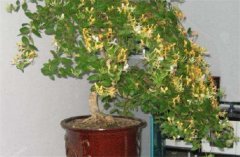 盆栽金銀花種植技術(shù) 金銀花是否嬌氣難養(yǎng)？