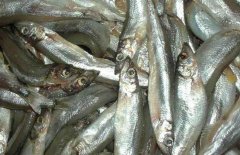 多春魚的產(chǎn)地在哪里？多春魚如何養(yǎng)殖