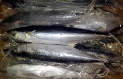 馬鮫魚產(chǎn)地在哪里、有哪些種類 能人工養(yǎng)殖嗎？