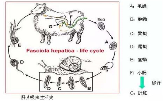 羊肝片吸蟲病傳染嗎？