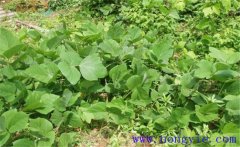 葛根的生長(zhǎng)習(xí)性有哪些？葛根栽培技術(shù)要點(diǎn)