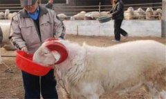 種公羊怎么選最好，種公羊的飼養(yǎng)管理要點