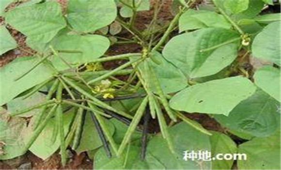 綠豆怎么種植能高產？