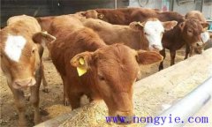 犢牛初乳期過后，如何做好補(bǔ)飼與斷乳？