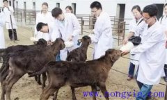 犢牛在出生時應(yīng)該注意什么？