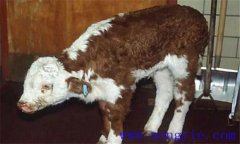 新生犢牛應(yīng)注意預(yù)防哪些常見的疾?。? /></a>
            <a href=
