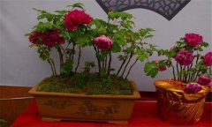 牡丹盆景的養(yǎng)護方式、管理與觀賞