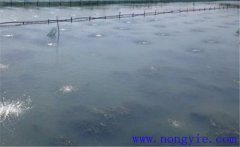 怎樣為魚塘增加氧氣，給魚塘增氧有幾種方法？