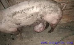 育肥豬拉黑稀是什么原因，如何預(yù)防與治療？