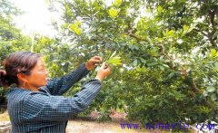 楊梅疏花疏果原因是什么？怎樣給楊梅疏花疏果