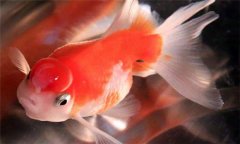 珍珠魚好養(yǎng)嗎?珍珠魚怎么養(yǎng)、怎么繁殖