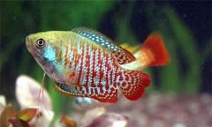 麗麗魚(yú)好養(yǎng)活嗎?麗麗魚(yú)怎么分公母、怎么養(yǎng)