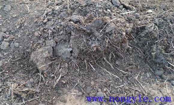 山藥種植技術(shù)與栽培管理的四項關鍵技術(shù)