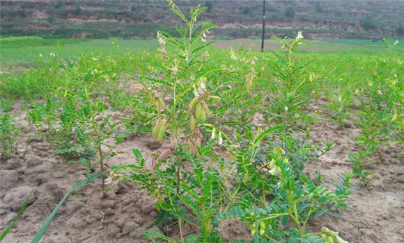 黃芪栽培管理技術要點