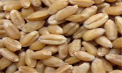 小麥的營(yíng)養(yǎng)價(jià)值及功效，小麥的功效與作用
